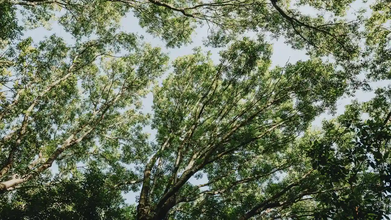 寻找明星ai换脸资源时需要注意哪些问题？