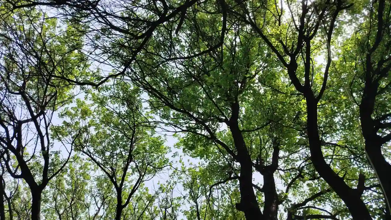 涂新苹头像