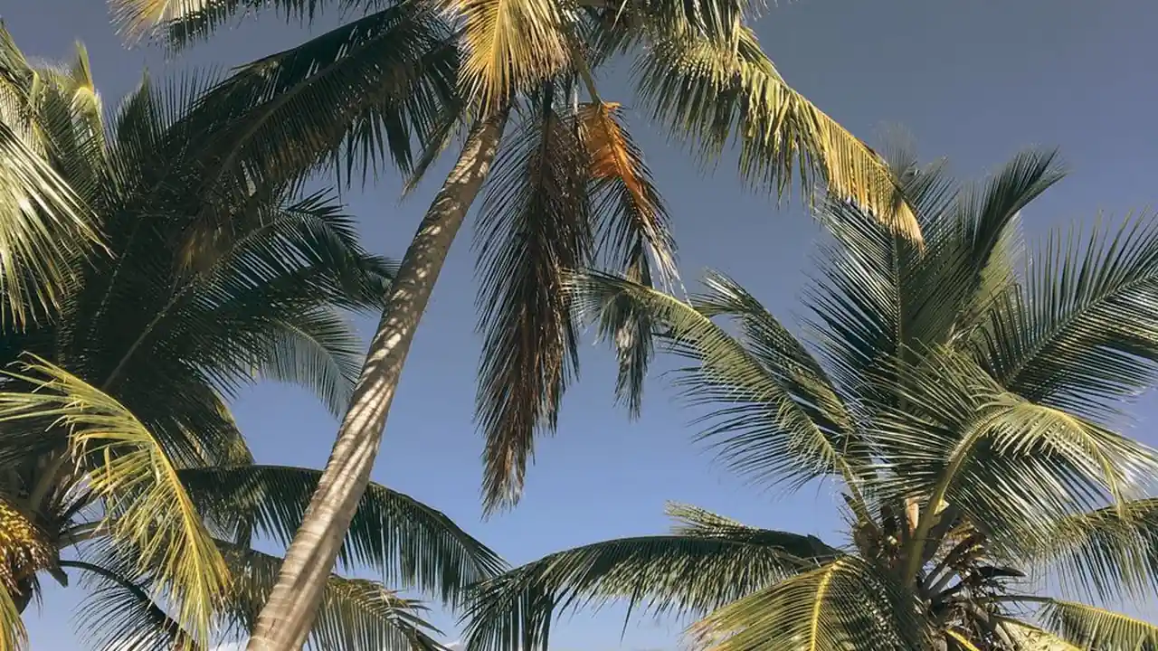 无障碍游戏操作中姐姐教你脚射枪的视频包含哪些技巧
